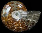 Polished, Agatized Ammonite - Madagascar #59915-1